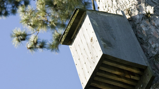 Bat House