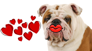 Bulldog Kiss