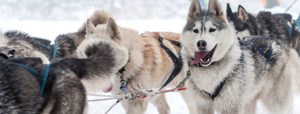 Dog Sledding