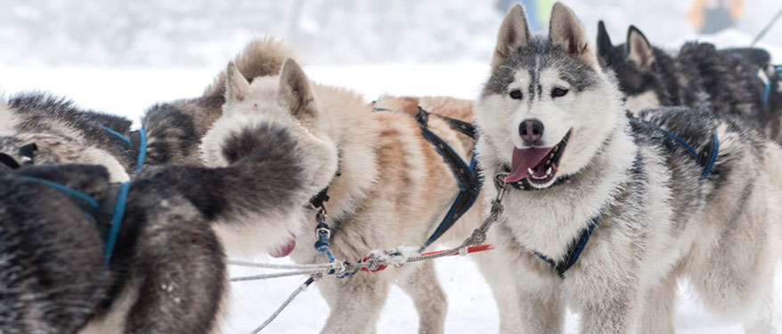 Dog Sledding