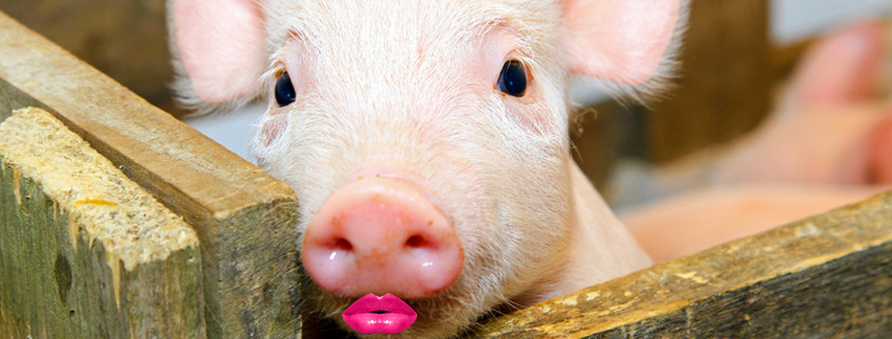 Kiss a Piglet